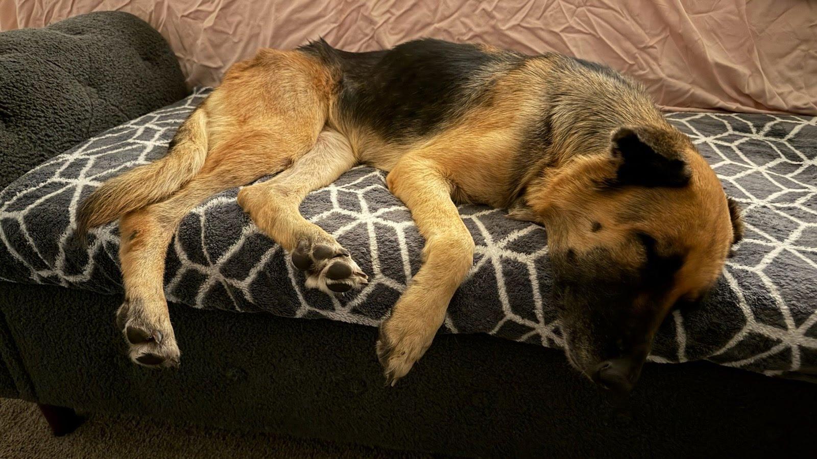 Enlarge Lila, a Adoptable German Shepherd Dog in Phoenix, AZ image 4/5