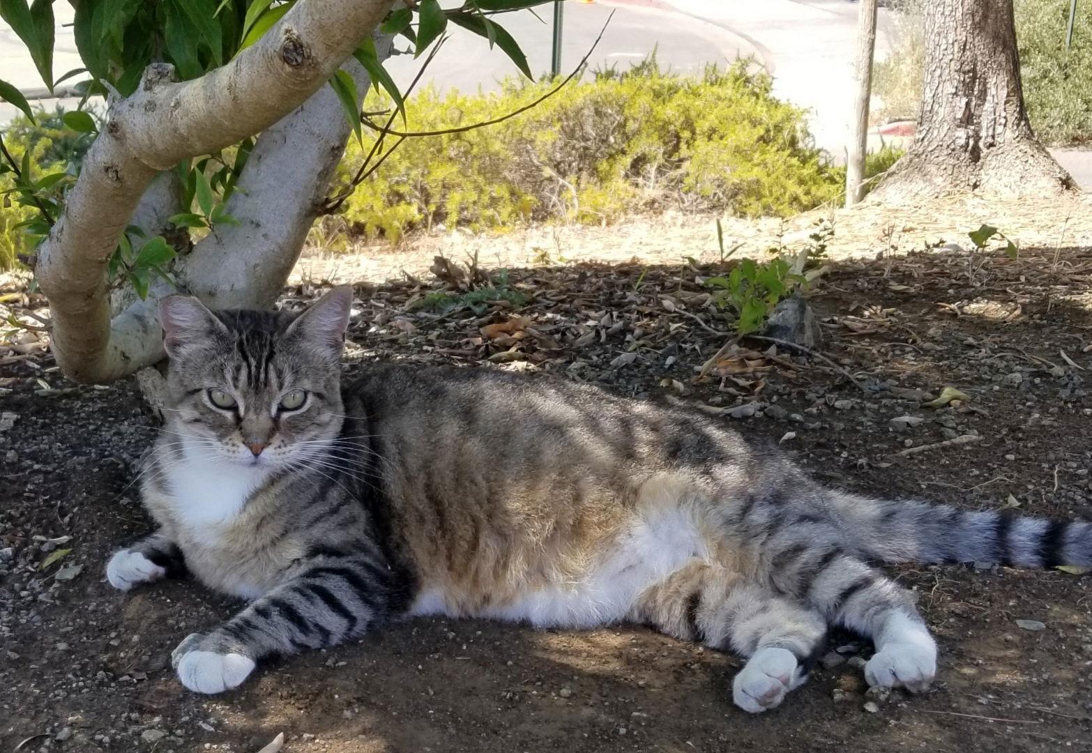 Enlarge Mama Mia, a Adoptable mixed breed in Vacaville, CA image 1/1