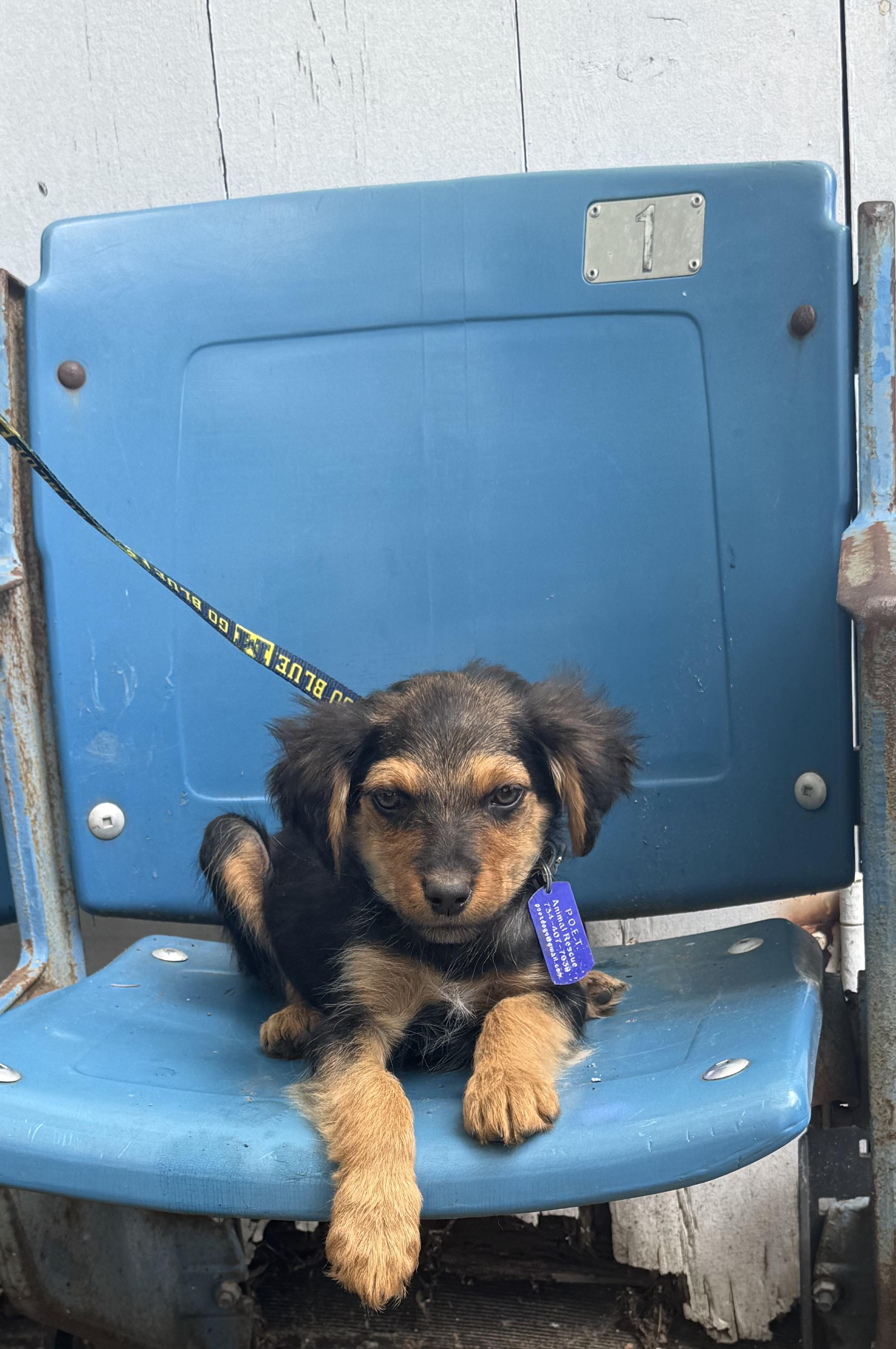 Enlarge Mayapple, a ADOPTABLE mixed breed in Garden City, MI image 2/2