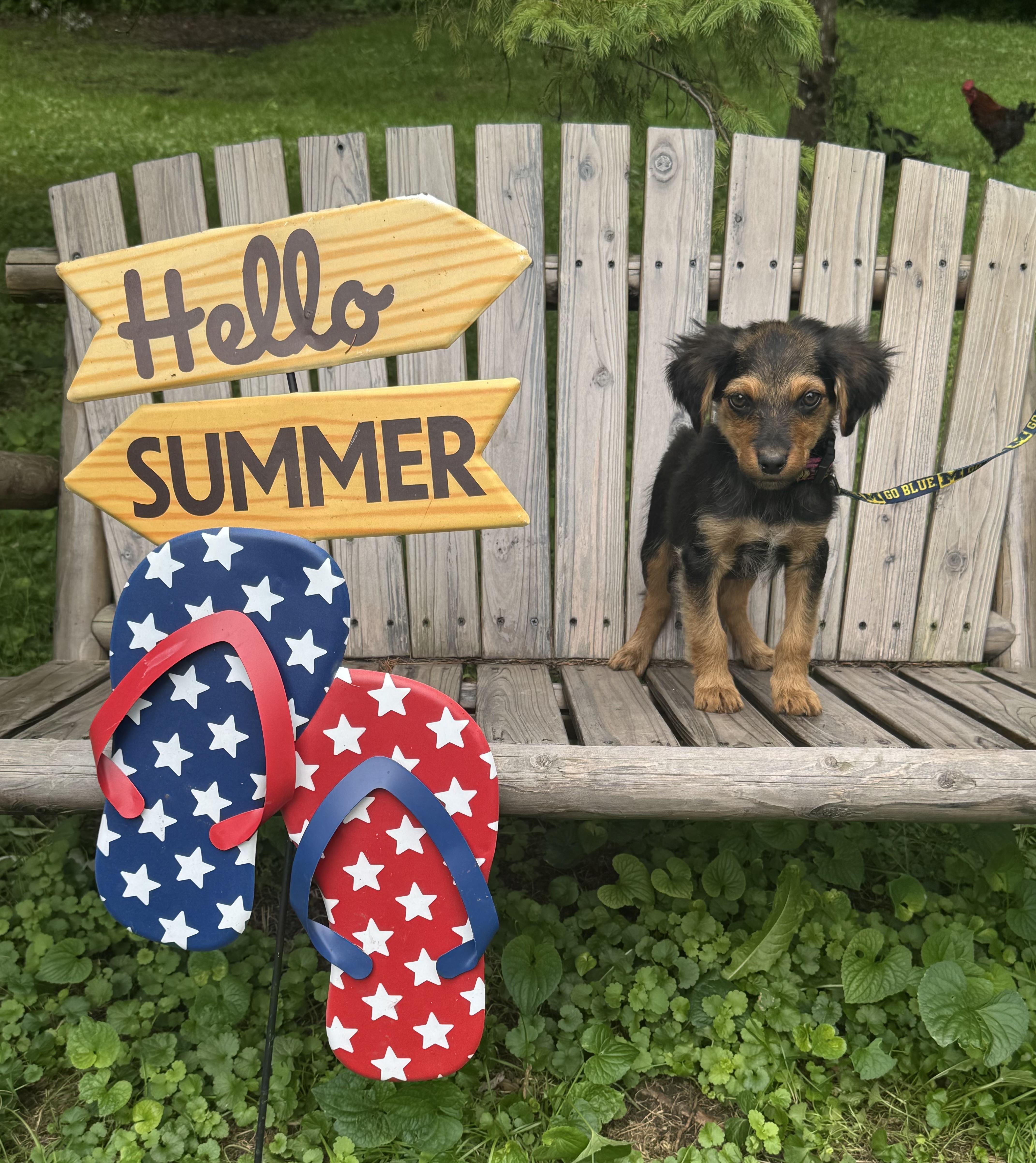 Enlarge Mayapple, a ADOPTABLE mixed breed in Garden City, MI image 1/2