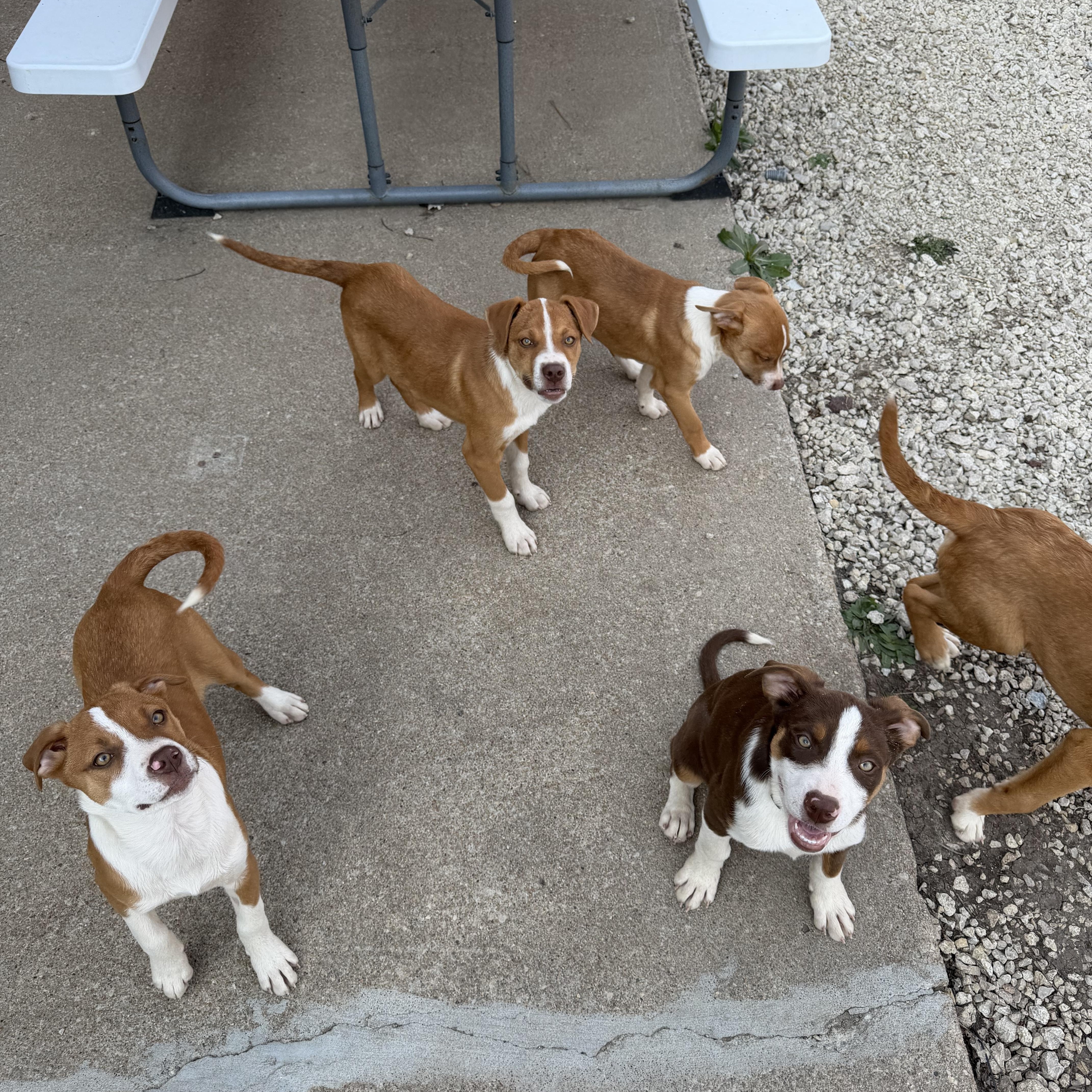 Enlarge Susie, a Adoptable Mixed Breed in Manhattan, KS image 4/6