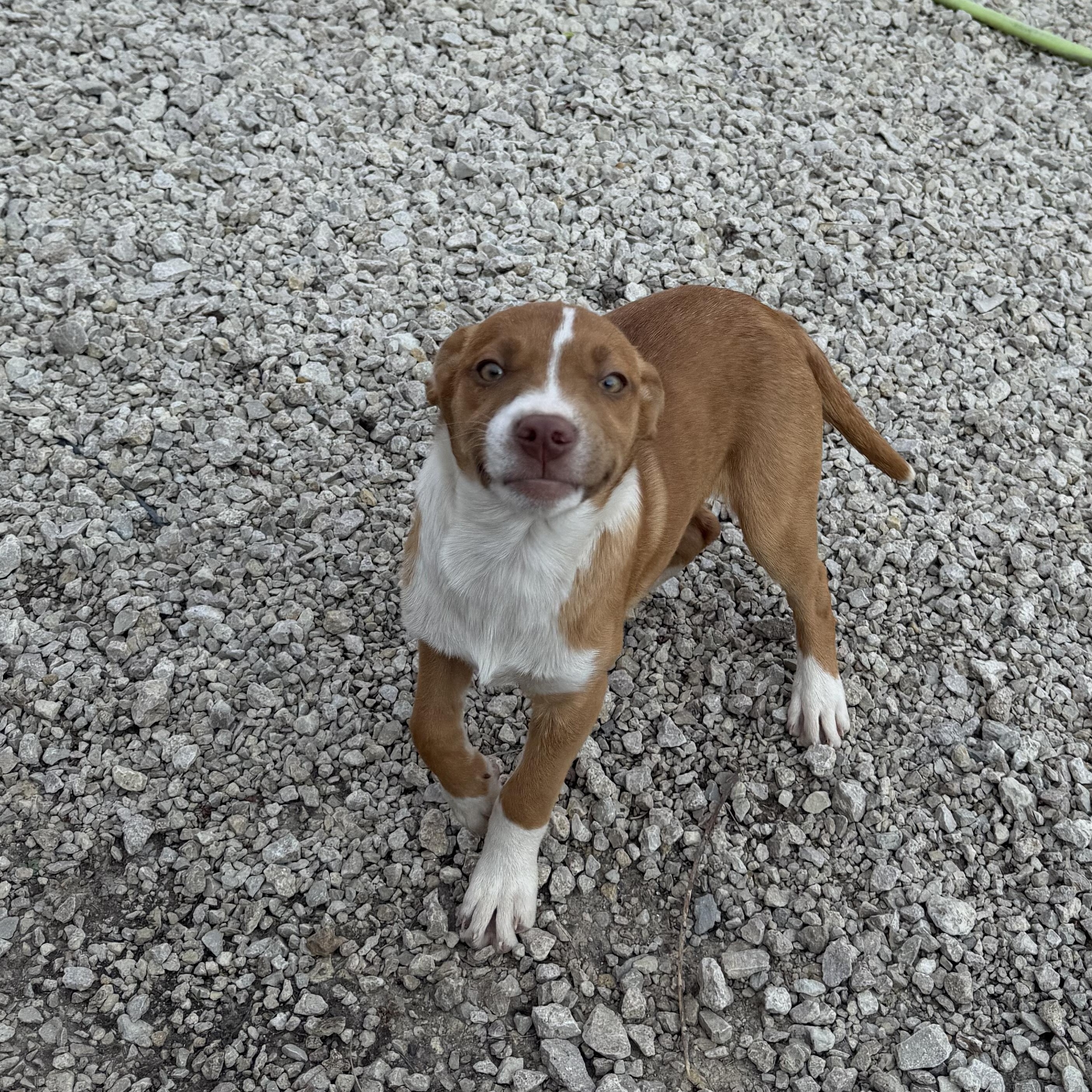 Enlarge Susie, a Adoptable Mixed Breed in Manhattan, KS image 6/6