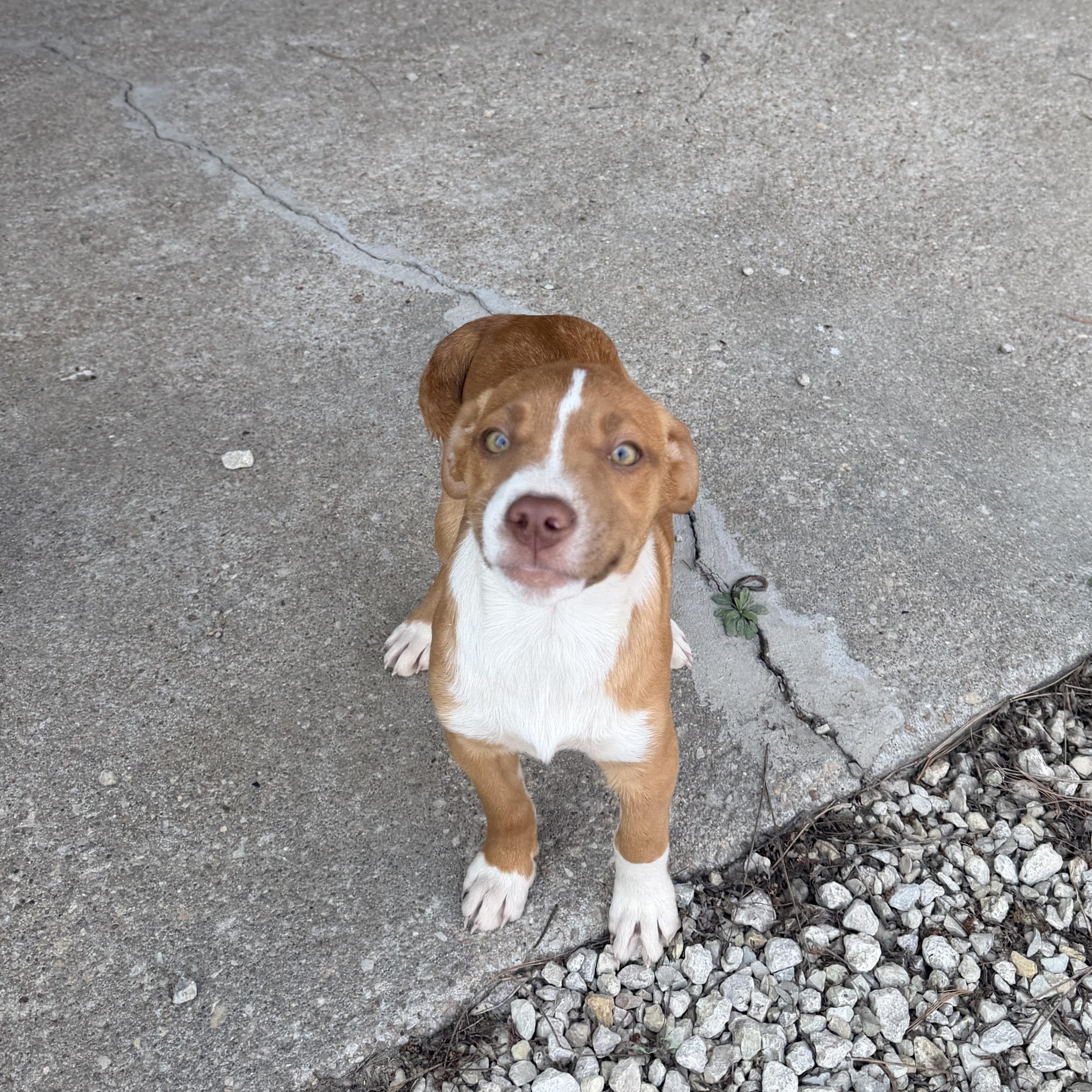 Enlarge Susie, a Adoptable Mixed Breed in Manhattan, KS image 3/6