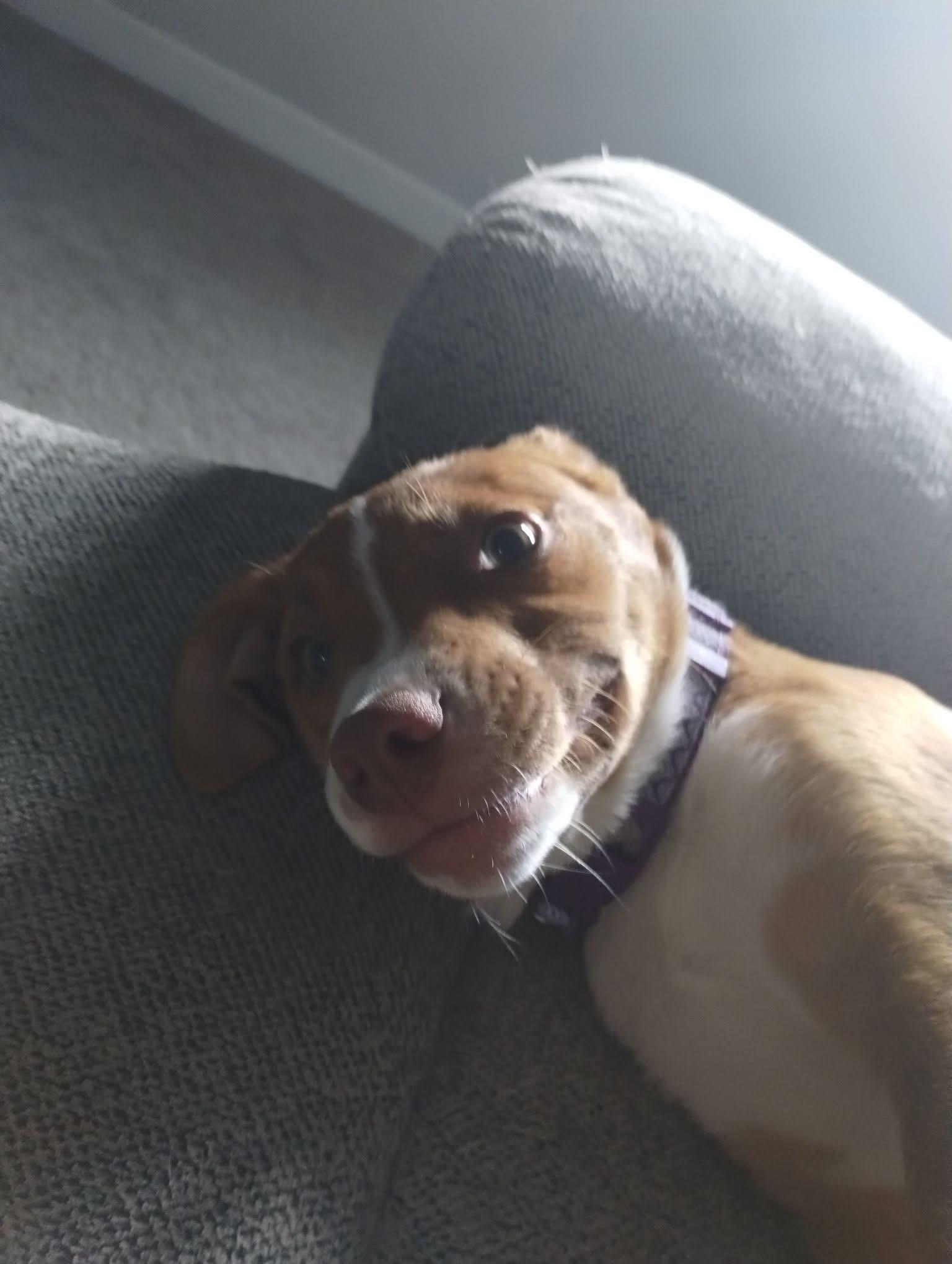 Susie, Adoptable, Puppy Female Mixed Breed.