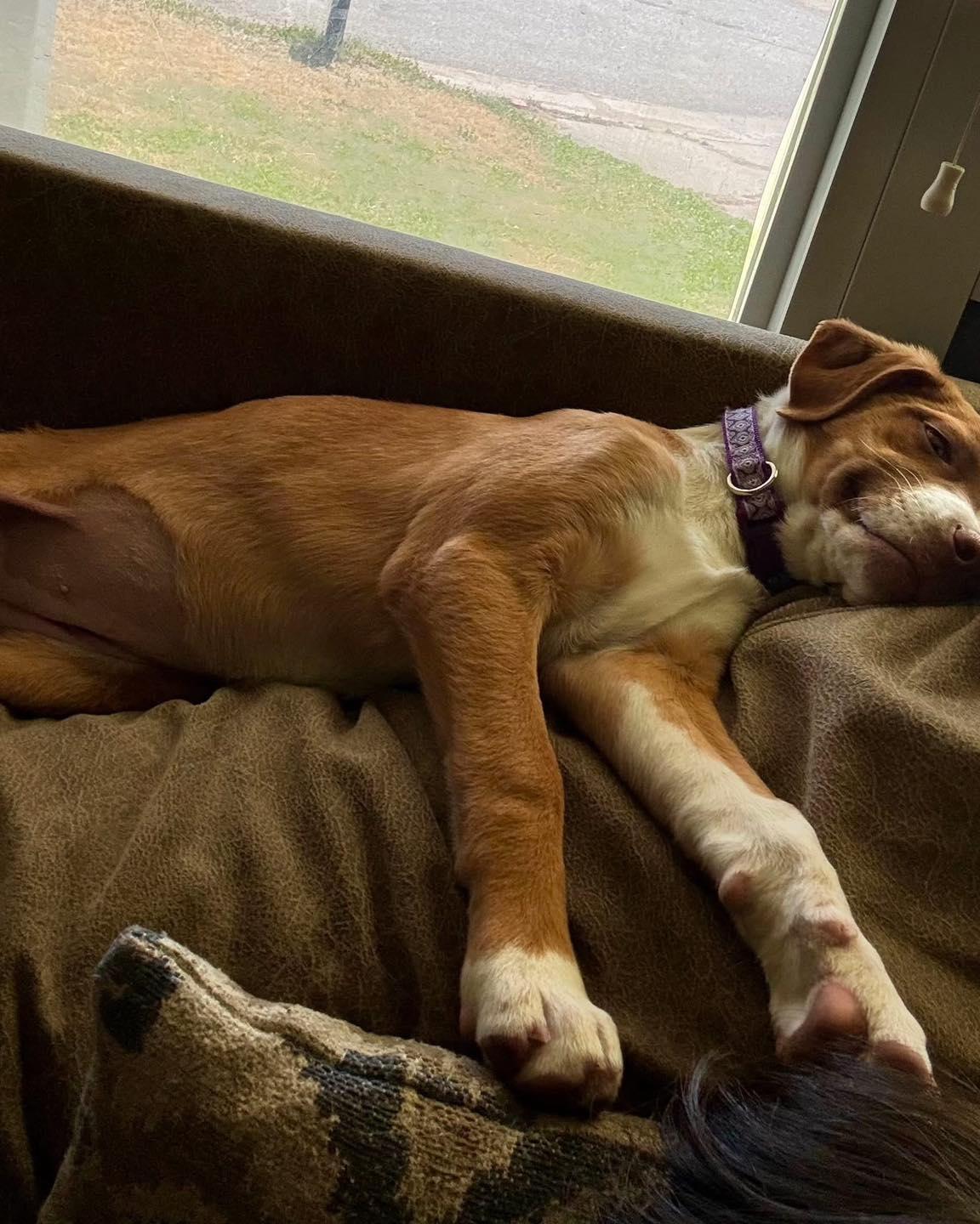 Enlarge Susie, a Adoptable Mixed Breed in Manhattan, KS image 2/6