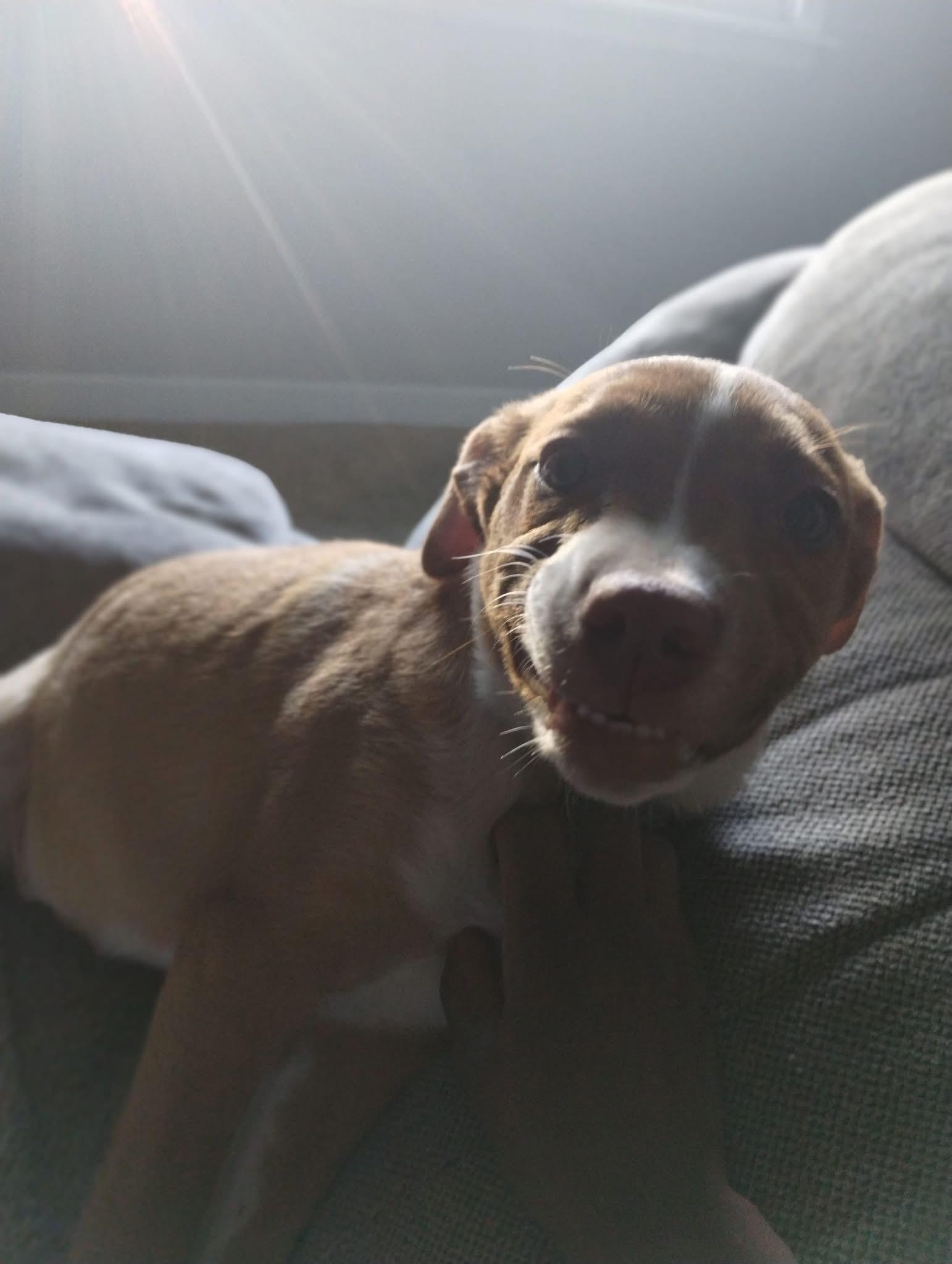 Enlarge Susie, a Adoptable Mixed Breed in Manhattan, KS image 2/6