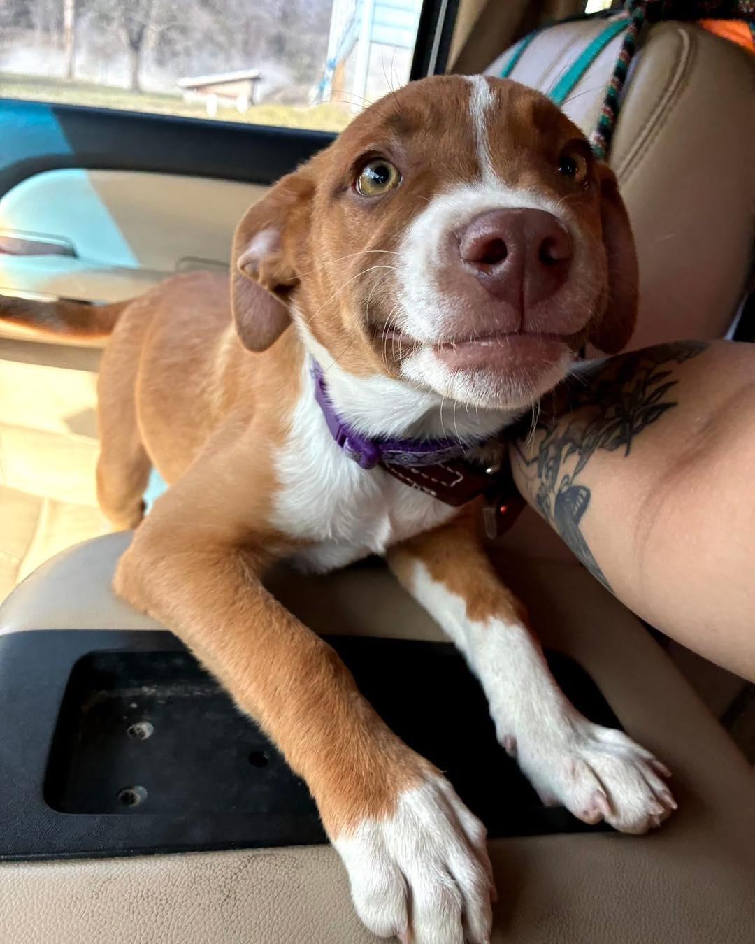 Susie, Adoptable, Puppy Female Mixed Breed.