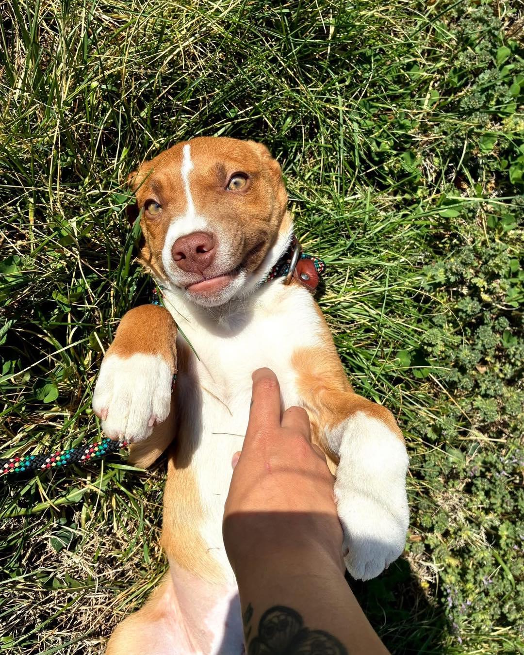 Susie, Adoptable, Puppy Female Mixed Breed.