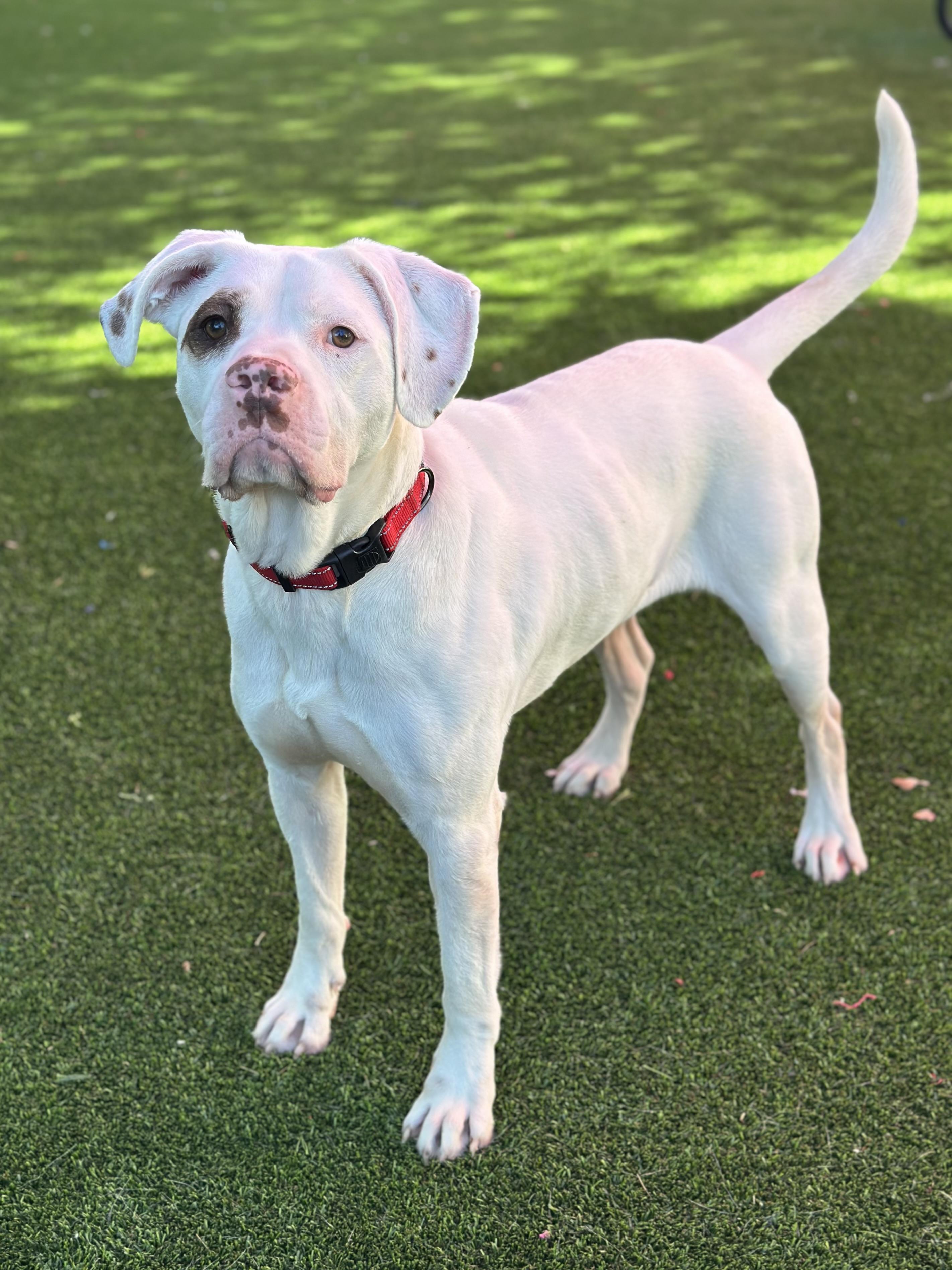 Isaiah, a Adoptable mixed breed in Glendale, AZ image 1/3