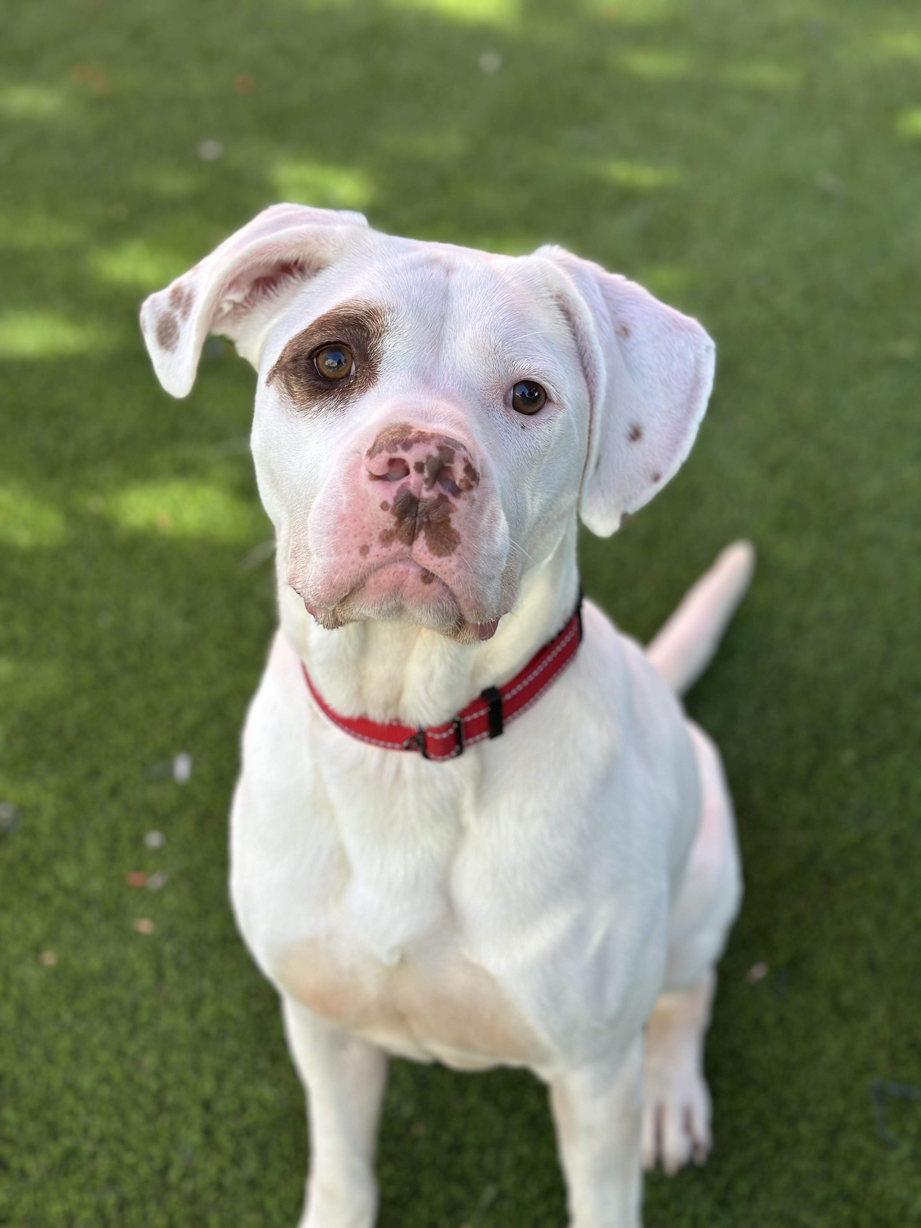 Isaiah, a Adoptable mixed breed in Glendale, AZ image 2/3