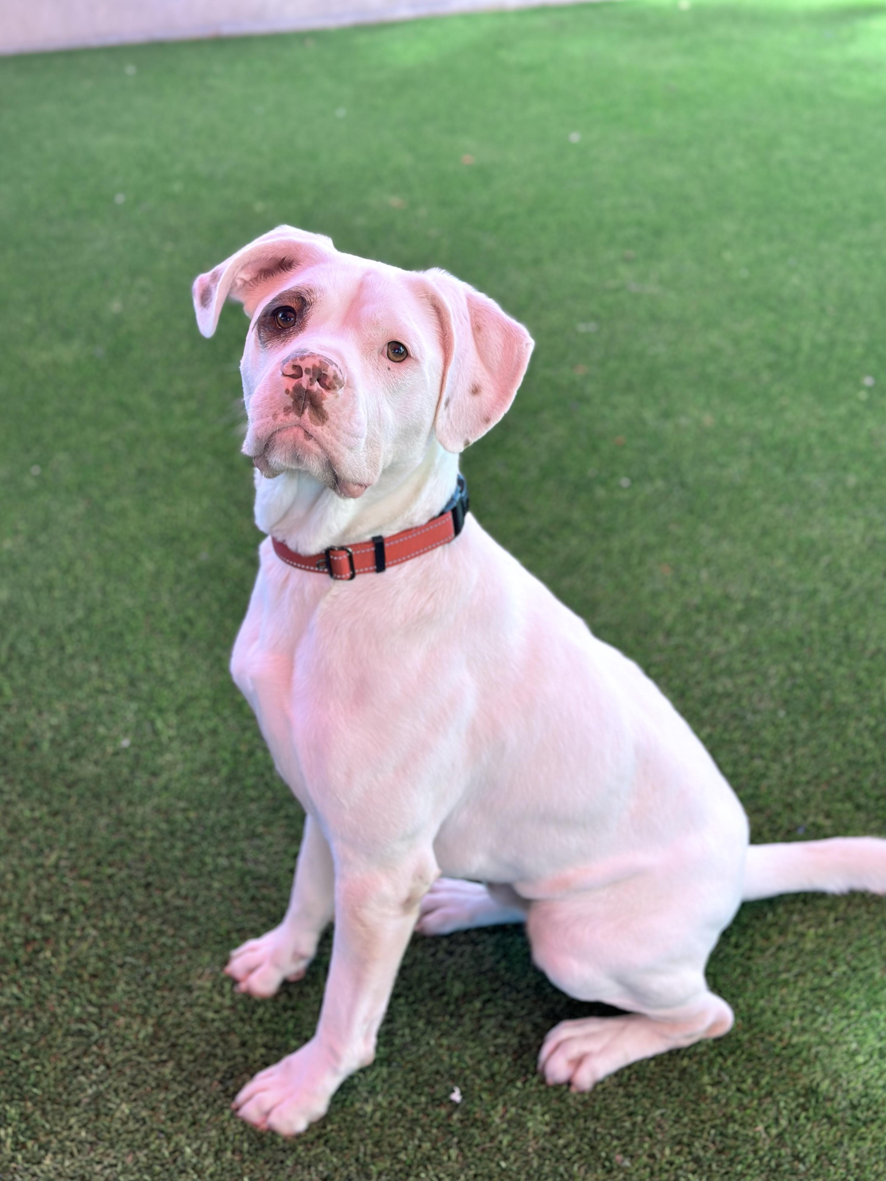 Isaiah, a Adoptable mixed breed in Glendale, AZ image 3/3