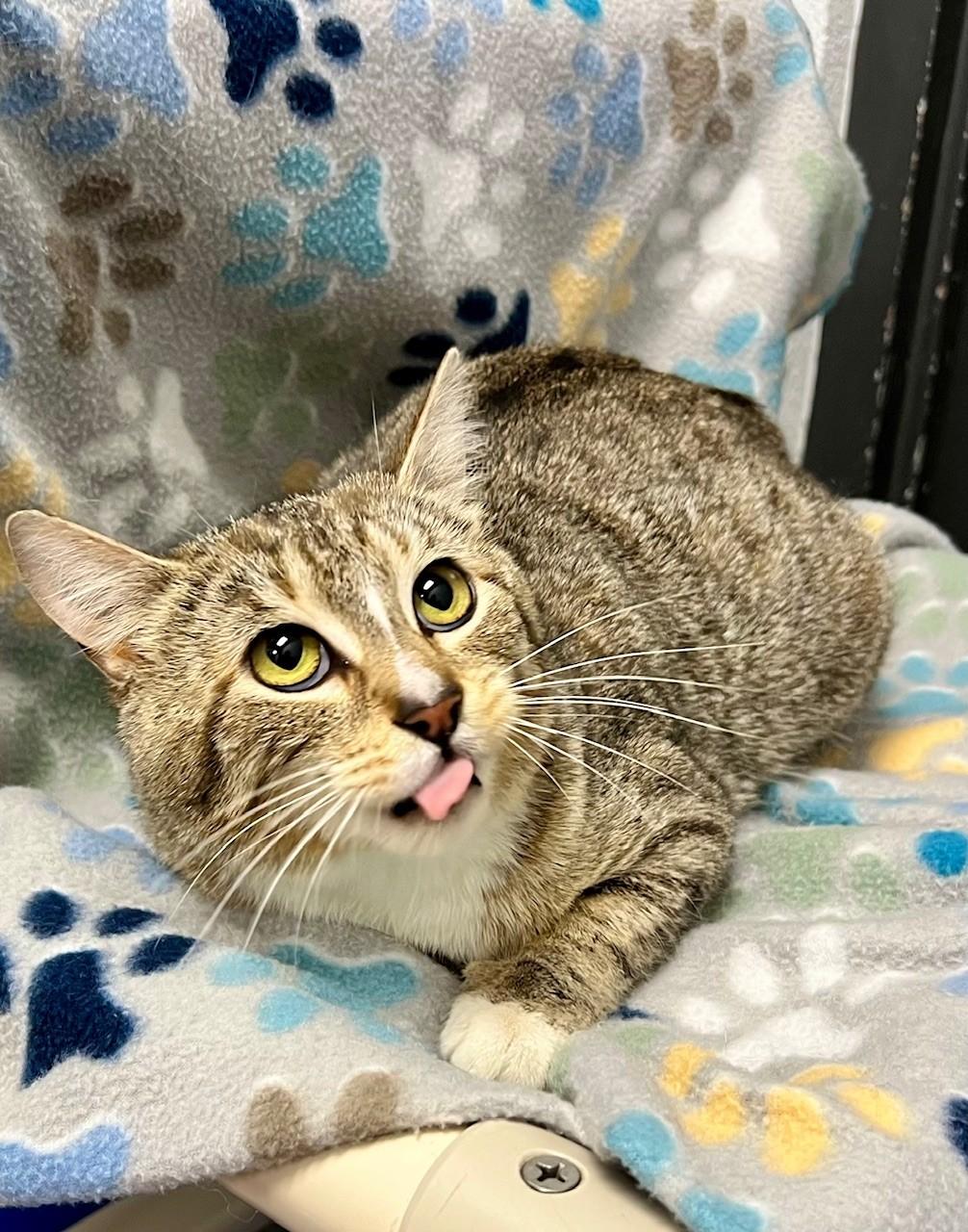 Enlarge Willow, a ADOPTABLE Domestic Short Hair in Edinburg, VA image 2/2