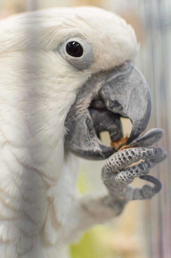 Cosmo, Adoptable, Senior Male Cockatoo.