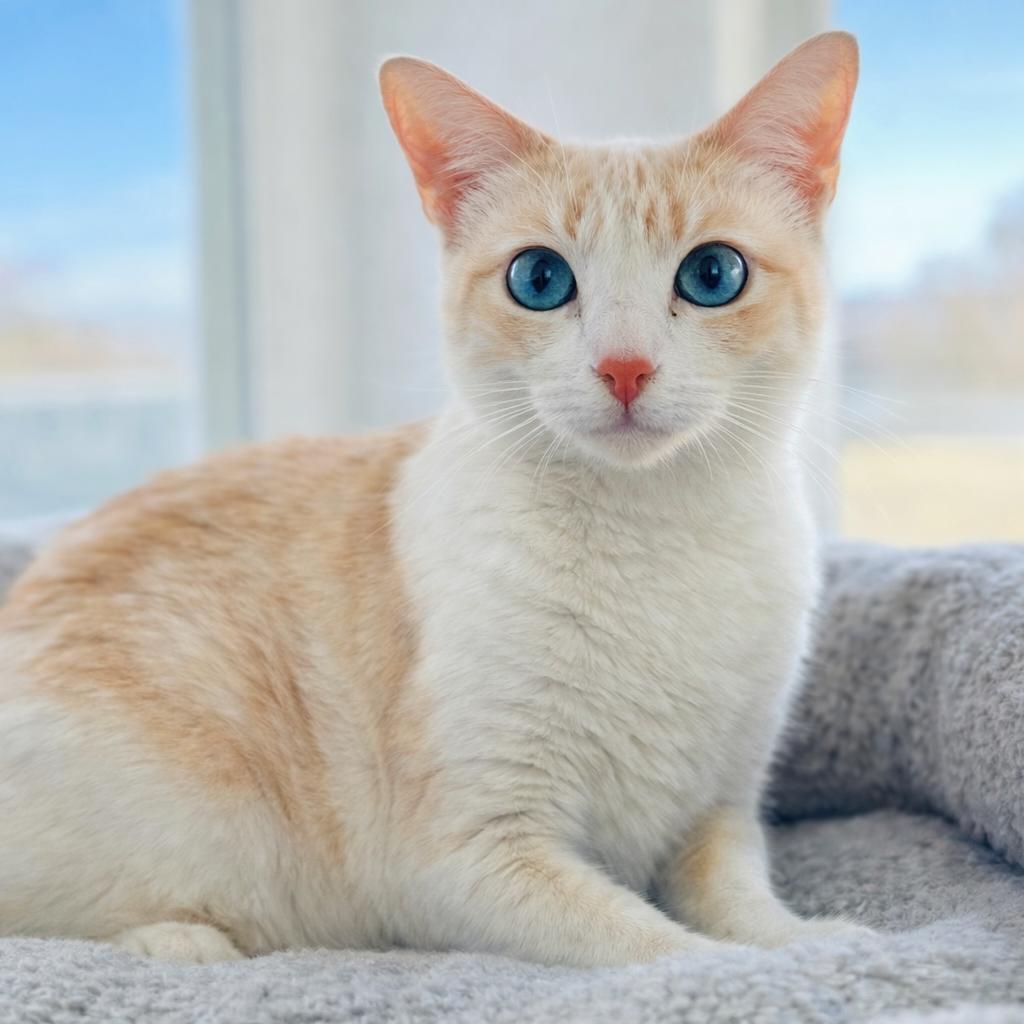 Peaches, Adoptable, Adult Female Domestic Short Hair.