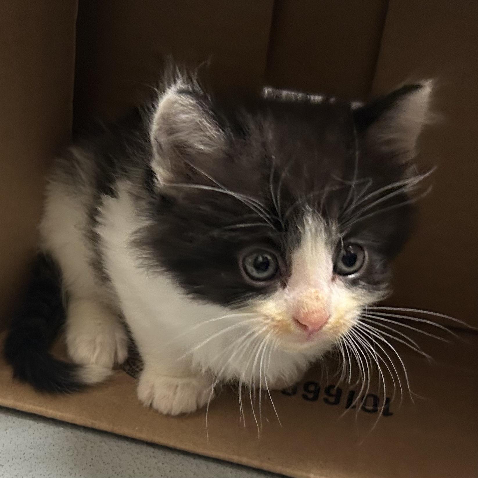 Enlarge Manhatten, a Adopted Domestic Short Hair in Mason City, IA image 1/1