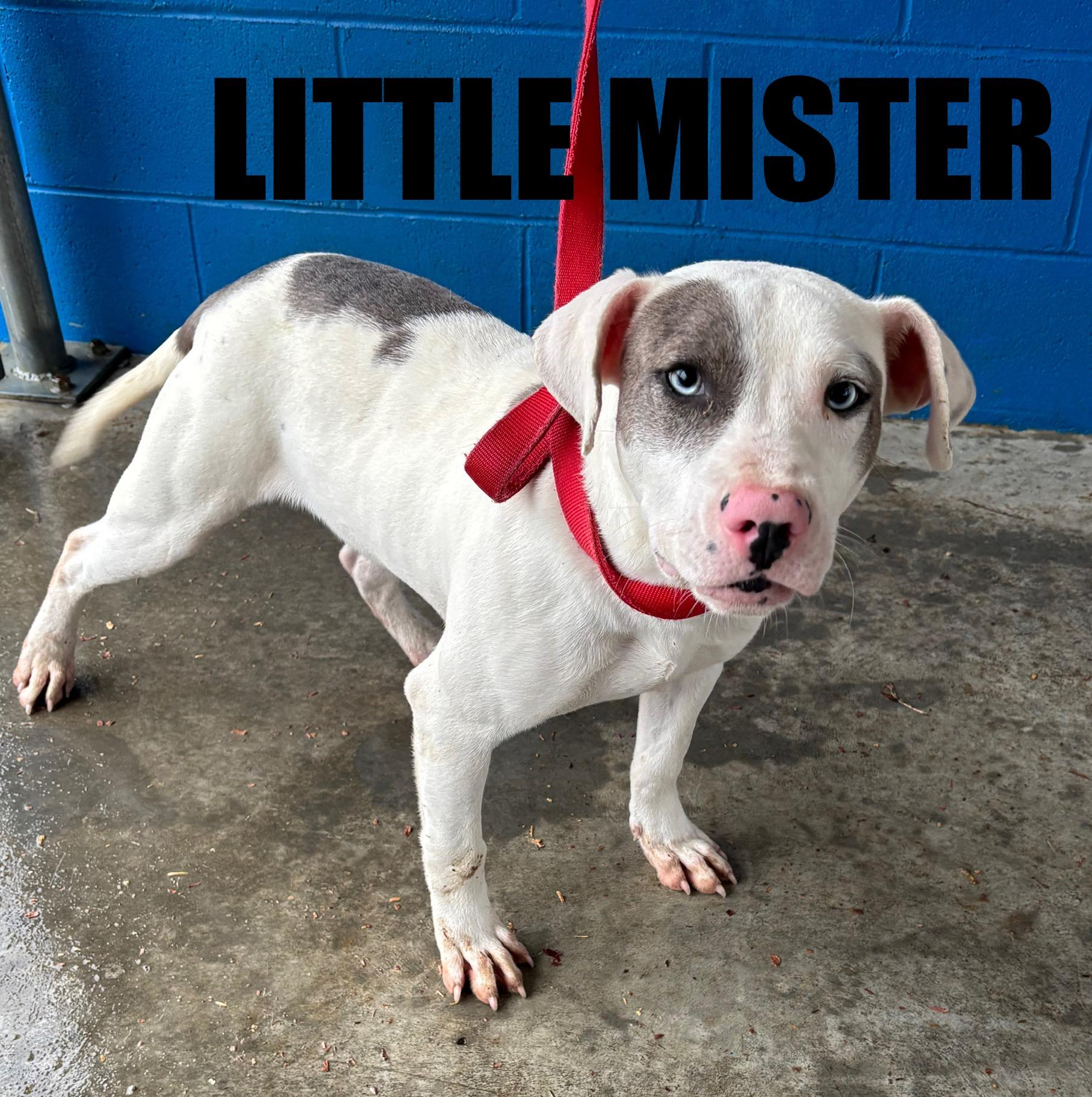 Little Mister , ADOPTABLE, Adult Male Terrier.