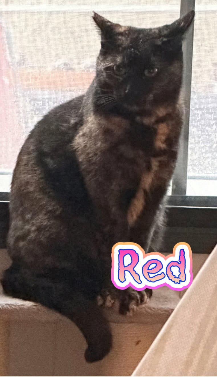 Enlarge Red, a Adoptable mixed breed in Morganton, NC image 1/4
