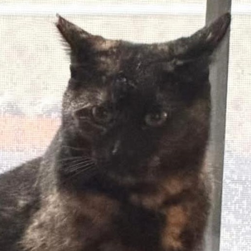 Enlarge Red, a Adoptable mixed breed in Morganton, NC image 4/4