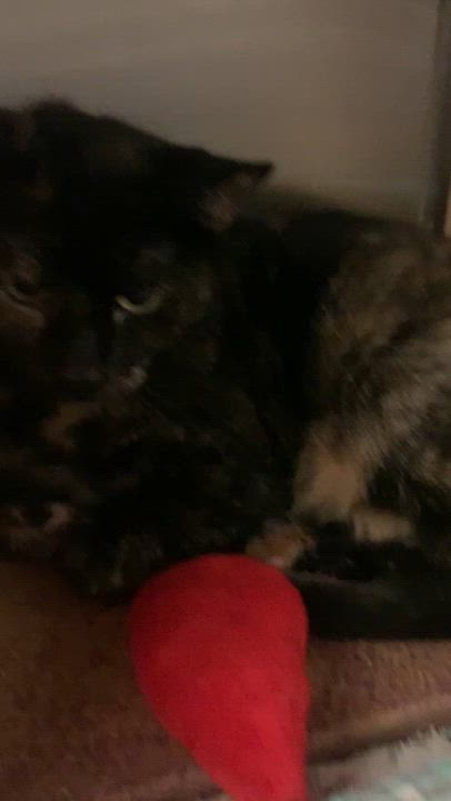 Enlarge Red, a Adoptable mixed breed in Morganton, NC video 3/4