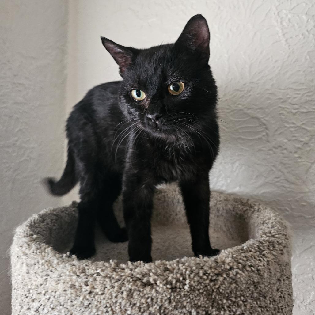 Gansito, Adoptable, Adult Male Domestic Short Hair.