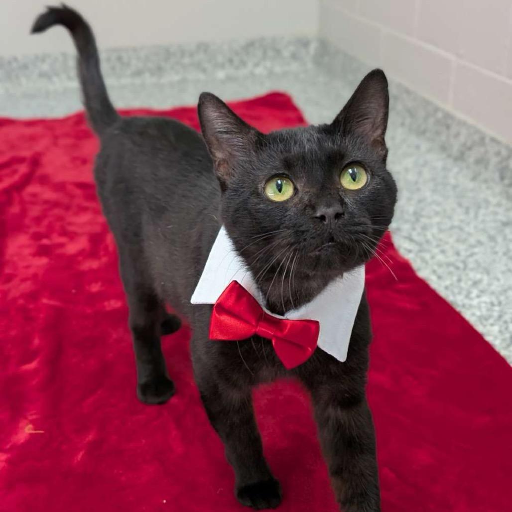 Gansito, a Adoptable Domestic Short Hair in Brookfield, WI image 2/2