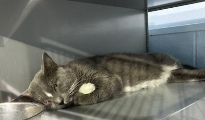 Enlarge Alley, a Adoptable mixed breed in Port Allen, LA image 1/2