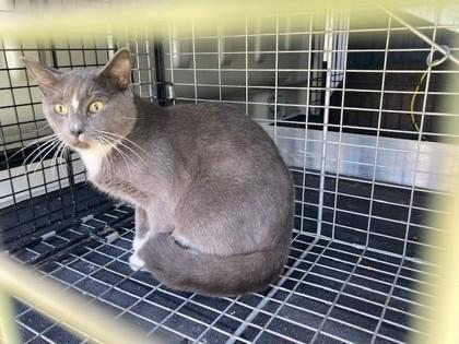 Enlarge Alley, a Adoptable mixed breed in Port Allen, LA image 2/2