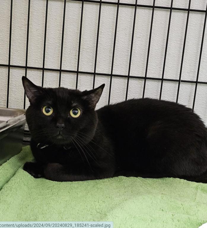 Enlarge Lucky, a Adoptable Domestic Short Hair in Chicago, IL image 1/1