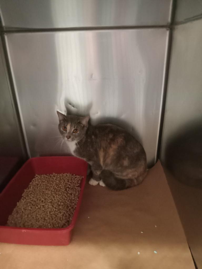 Enlarge Uno, a Adoptable mixed breed in Cartersville , GA image 1/1