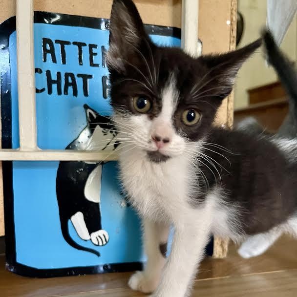 Bear (GS & CF) Tuxedo Cat