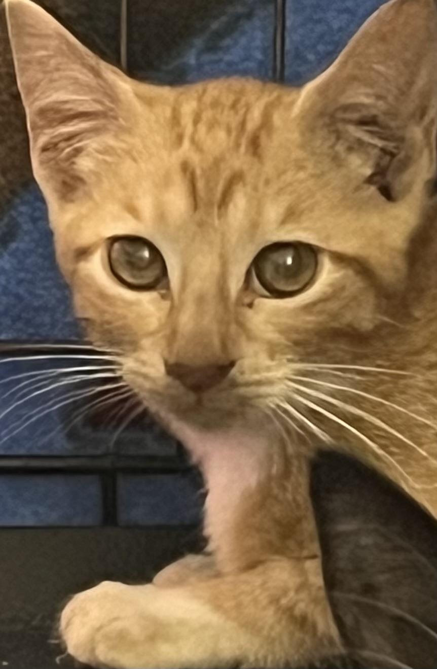 Enlarge Hayden, an adopted Domestic Short Hair in Webster City, IA image 1/1