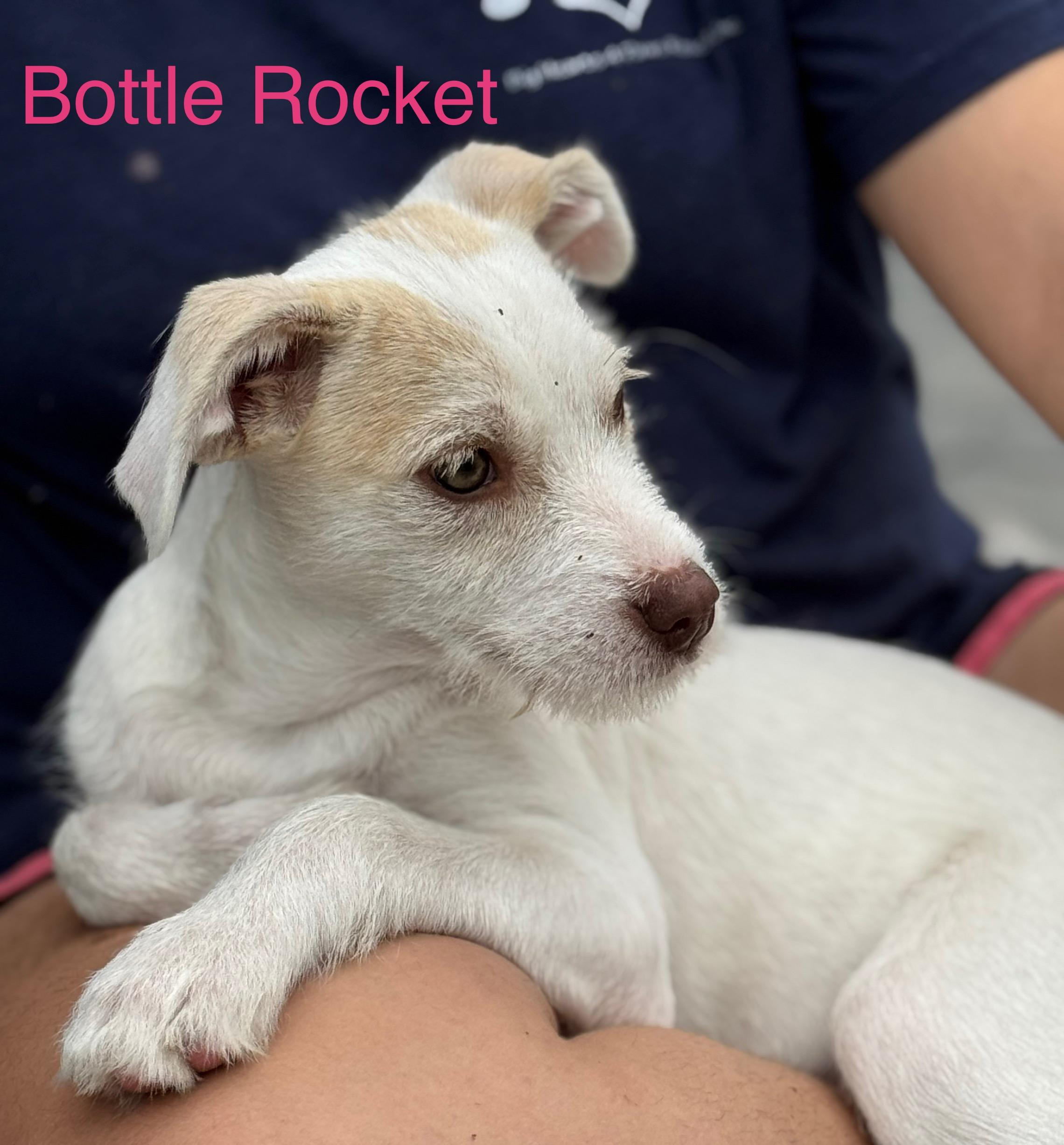 Bottle Rocket photo 3