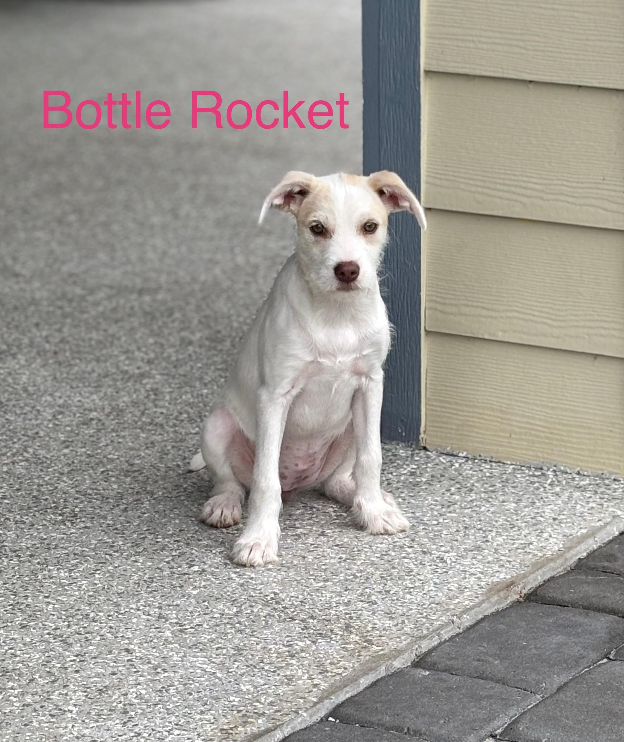 Bottle Rocket photo 4
