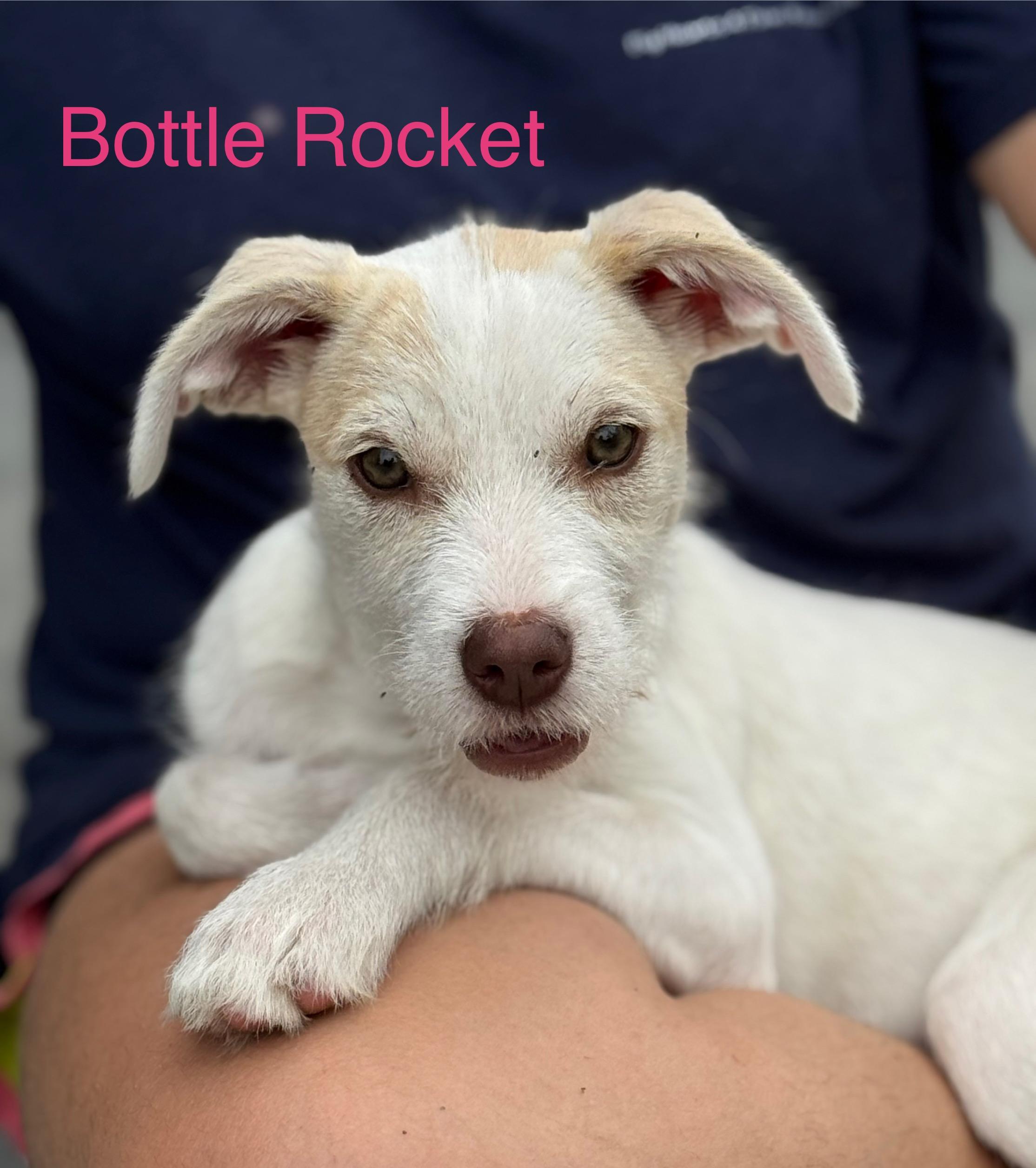 Bottle Rocket photo 2