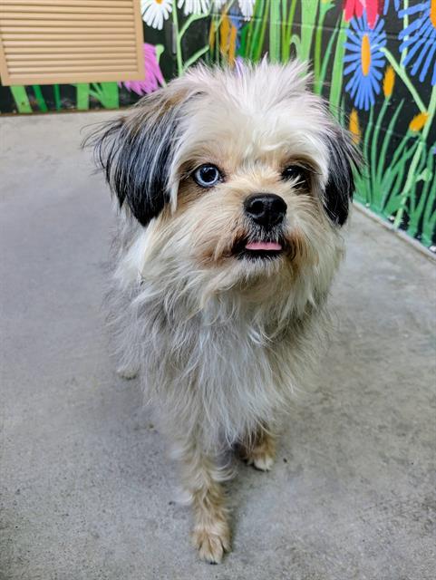 Enlarge RAUL, a Adoptable mixed breed in Frisco, CO image 1/1