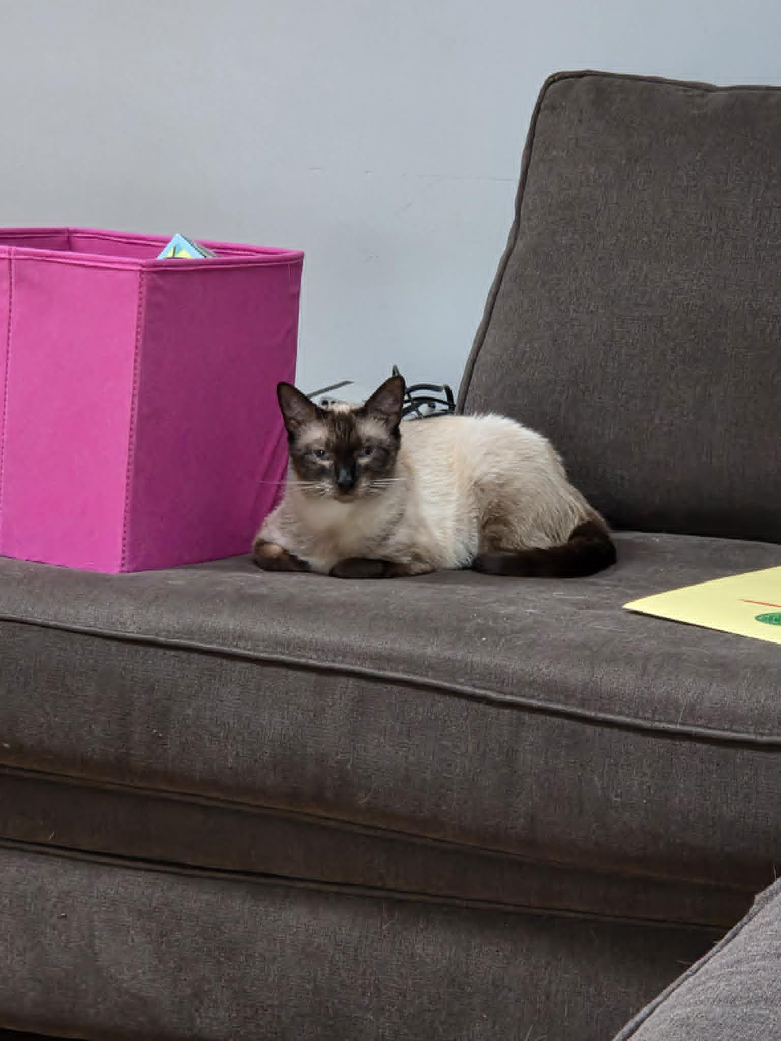 Momma, adopted, Adult Female Siamese.