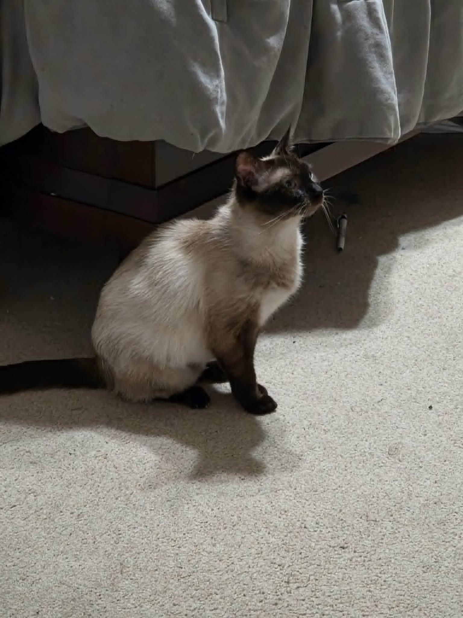 Momma, an adopted Siamese in Easton, PA image 2/2