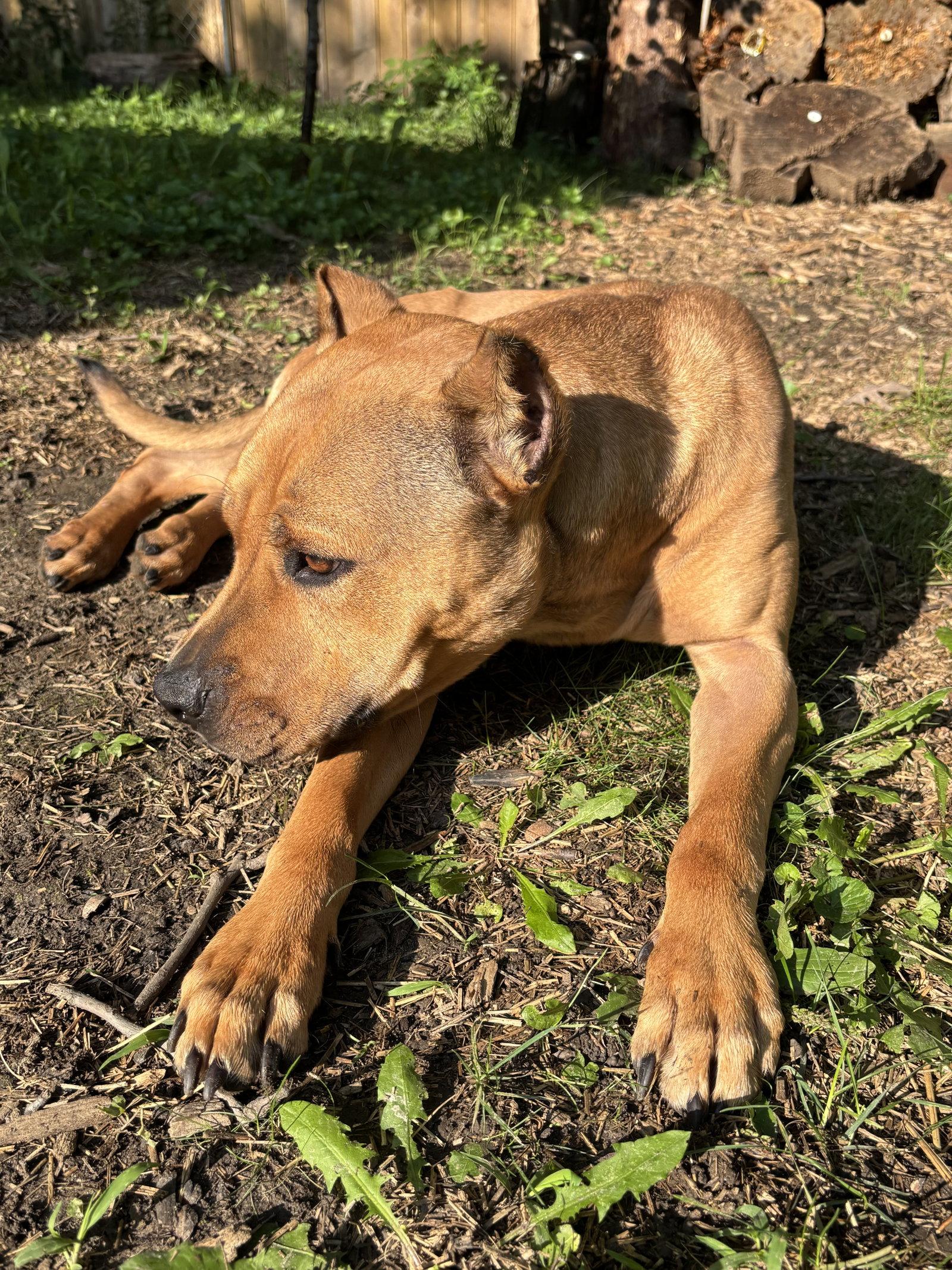Sugar, Adoptable, Adult Female Pit Bull Terrier.