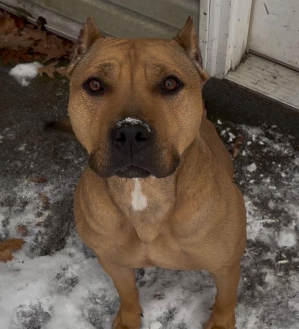 Enlarge Sugar, a Adoptable Pit Bull Terrier in Island Lake, IL image 1/3