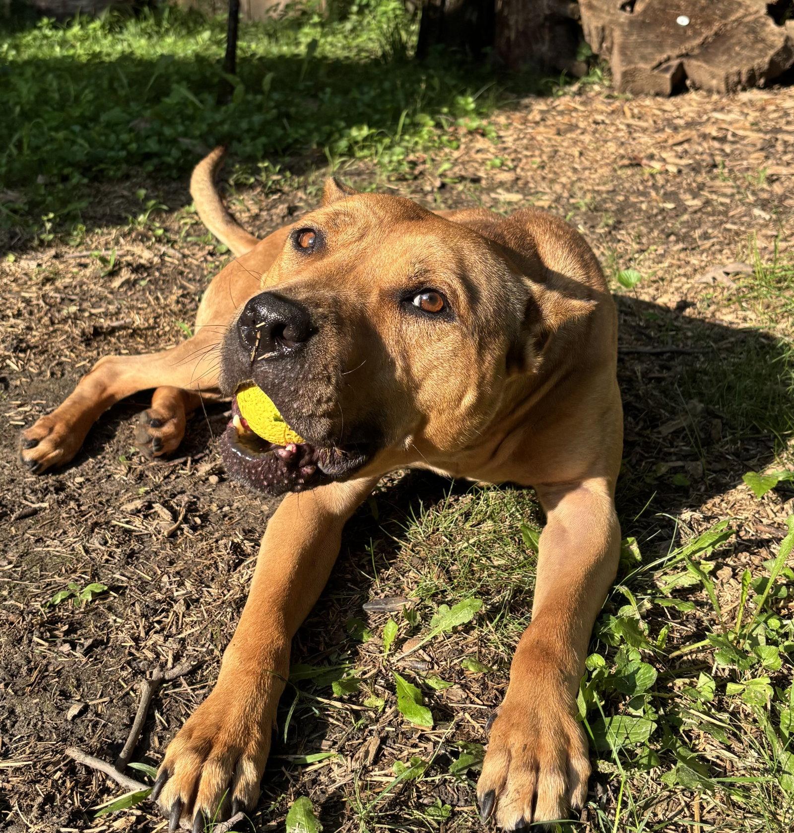 Sugar, a Adoptable Pit Bull Terrier in Island Lake, IL image 3/3