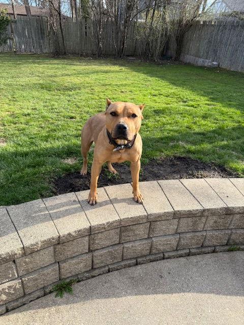 Enlarge Sugar, a Adoptable Pit Bull Terrier in Island Lake, IL image 2/3