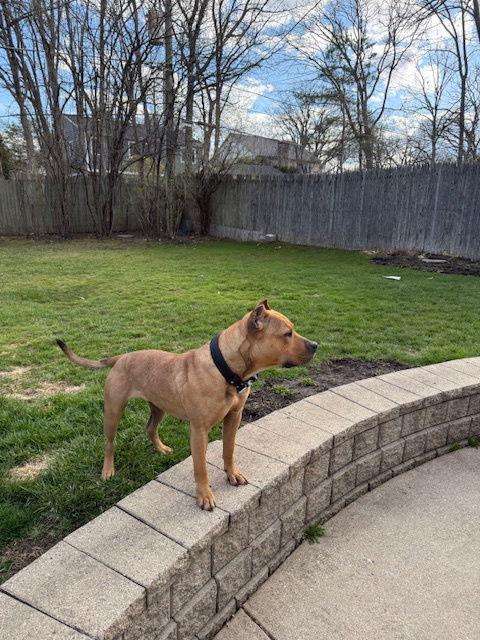 Enlarge Sugar, a Adoptable Pit Bull Terrier in Island Lake, IL image 3/3