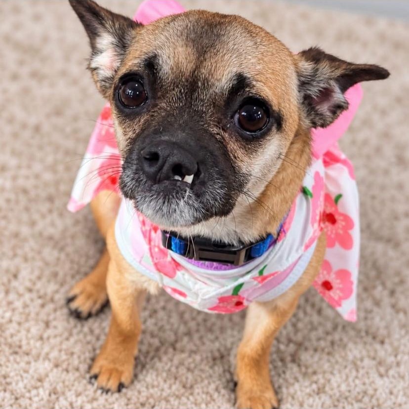 Enlarge Digit, a Adopted Chihuahua in Philadelphia, PA image 1/3
