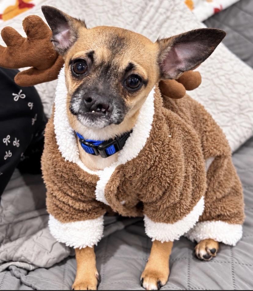 Enlarge Digit, a Adopted Chihuahua in Philadelphia, PA image 2/3