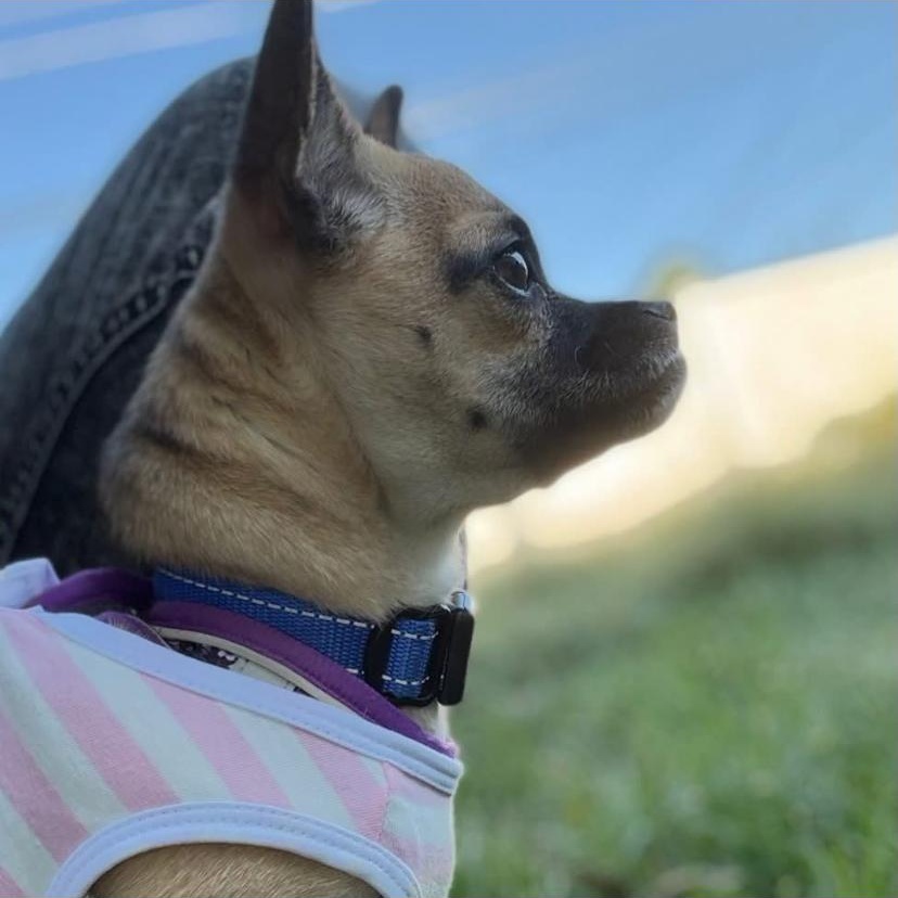 Enlarge Digit, a Adopted Chihuahua in Philadelphia, PA image 3/3