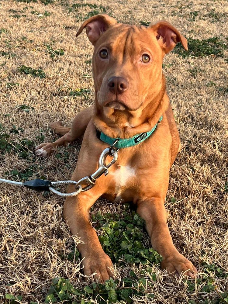 Enlarge Raya, a Adoptable mixed breed in Wendell, NC image 1/6