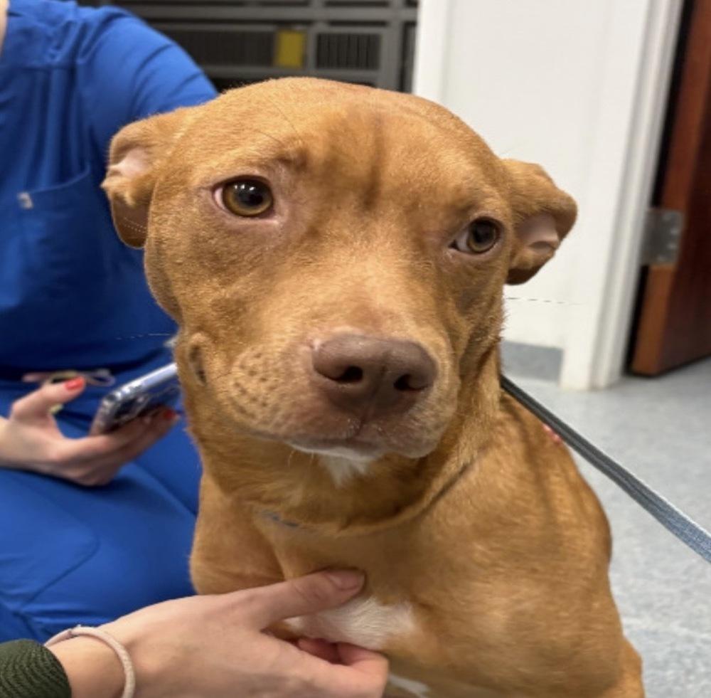 Raya, Adoptable, Puppy Female American Staffordshire Terrier & Miniature Pinscher.