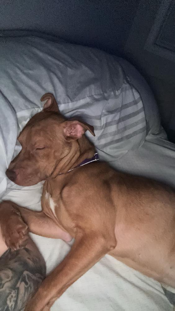 Enlarge Raya, a Adoptable mixed breed in Wendell, NC image 2/6