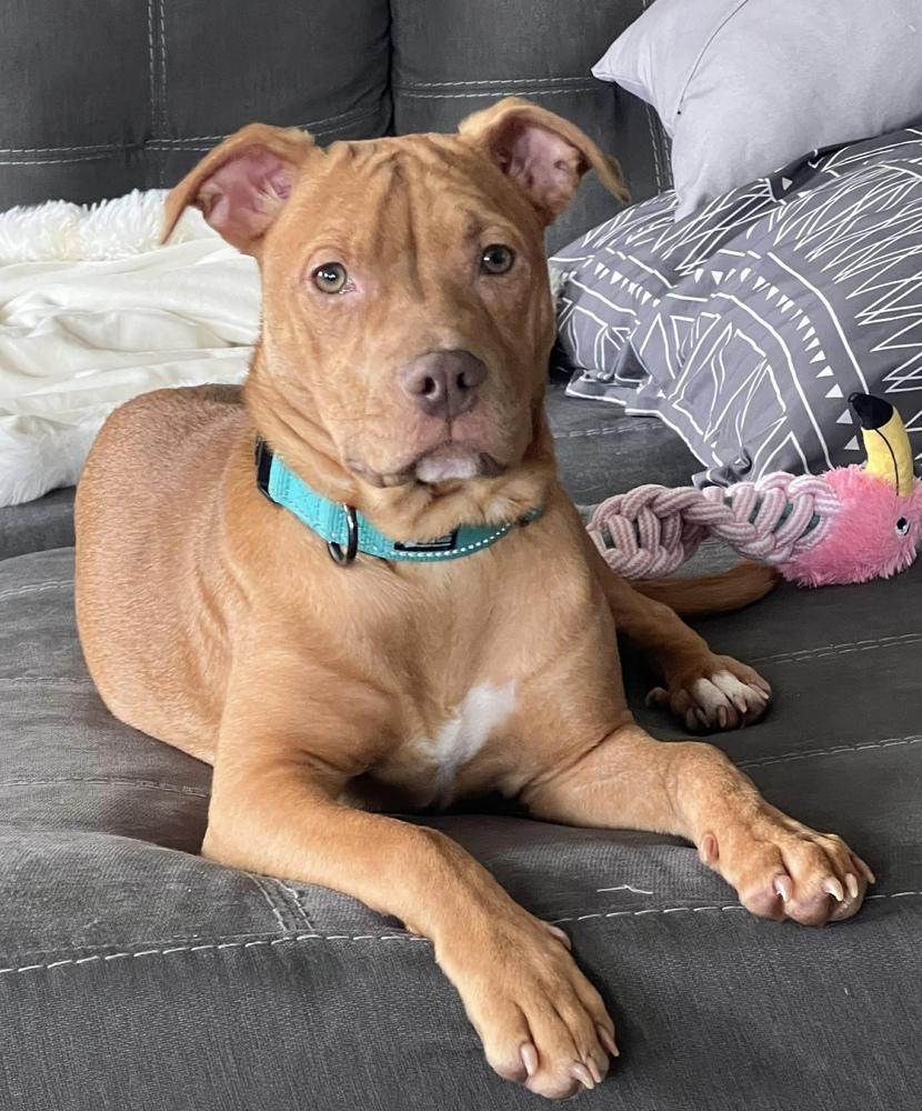 Enlarge Raya, a Adoptable mixed breed in Wendell, NC image 3/6