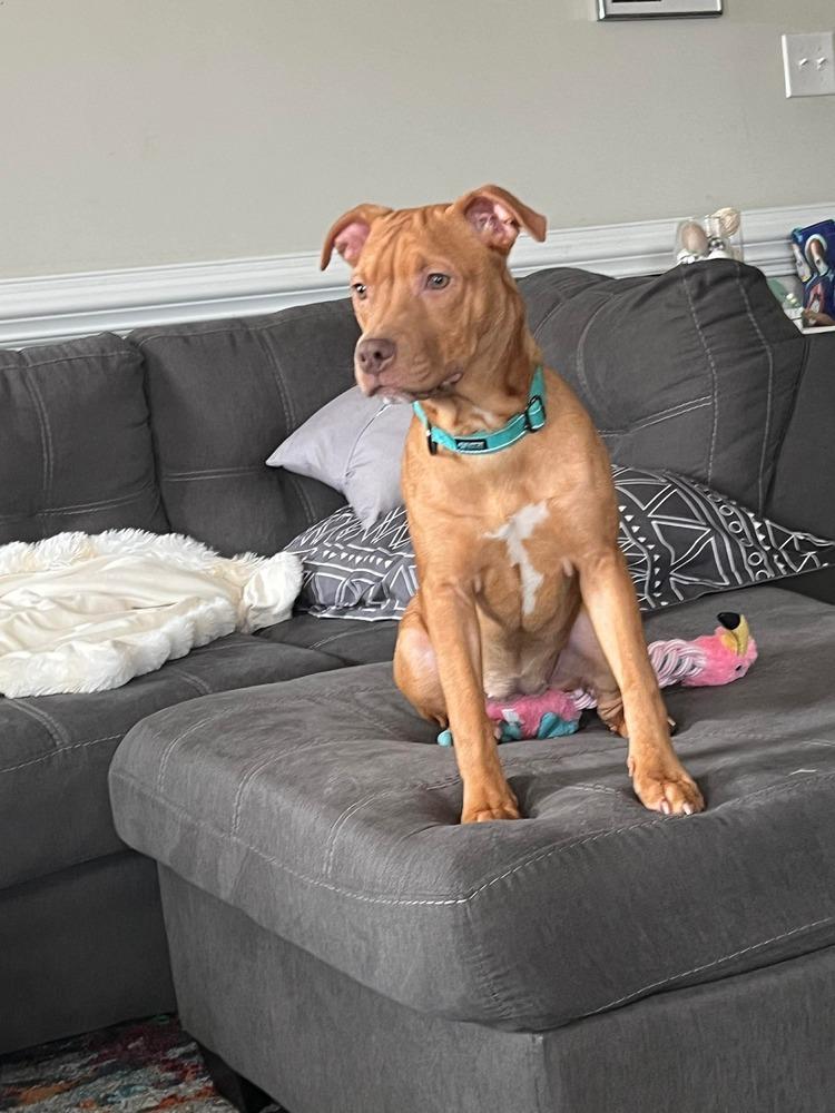 Enlarge Raya, a Adoptable mixed breed in Wendell, NC image 4/6